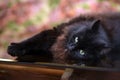 Beautiful fluffy black cat is lying on a glass table Royalty Free Stock Photo