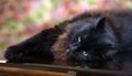 Beautiful fluffy black cat is lying on a glass table Royalty Free Stock Photo