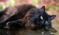 Beautiful fluffy black cat is lying on a glass table Royalty Free Stock Photo