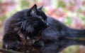 Beautiful fluffy black cat is lying on a glass table Royalty Free Stock Photo