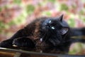 Beautiful fluffy black cat is lying on a glass table Royalty Free Stock Photo