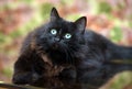 Beautiful fluffy black cat is lying on a glass table Royalty Free Stock Photo