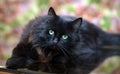 Beautiful fluffy black cat is lying on a glass table Royalty Free Stock Photo