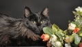 Beautiful fluffy black cat Royalty Free Stock Photo