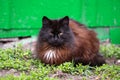 beautiful fluffy black cat with a white spot on his chest is resting on the green grass Royalty Free Stock Photo