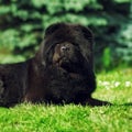 Beautiful fluffy black dog Chow lying in the summer on the nature