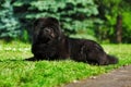 Beautiful fluffy black dog Chow lying in the summer on the nature