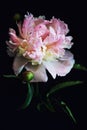 Beautiful fluffy pink peony on black background