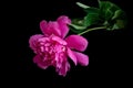Blooming pink peony on black background