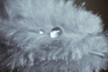 Beautiful fluffy blue feather with shiny water droplets. Abstract background and texture. Close up macro. Light blue feather Royalty Free Stock Photo