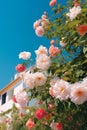 Beautiful_fluffy_branches_of_blooming_rose_shrub_rose_1690446378831_3