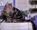 Beautiful fluffy brown striped cat