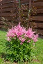 Beautiful fluffy bush of pink astilba in garden Royalty Free Stock Photo