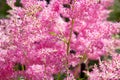 Beautiful fluffy bush of pink astilba in garden Royalty Free Stock Photo