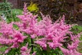 Beautiful fluffy bush of pink astilba in garden Royalty Free Stock Photo