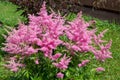 Beautiful fluffy bush of pink astilba in garden Royalty Free Stock Photo