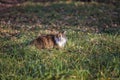 Beautiful fluffy cat caught a grey mouse with its teeth in the grass in an autumn Park