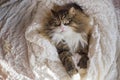 Beautiful fluffy cat indoor lloking at the camera