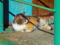 Beautiful fluffy cat lies on the ground Royalty Free Stock Photo