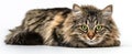 The beautiful fluffy cat lounging with striking green eyes..AI generated image Royalty Free Stock Photo