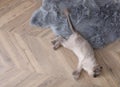 Beautiful fluffy cat lying on warm floor in room, top view with space for text. Heating system Royalty Free Stock Photo