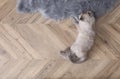 Beautiful fluffy cat lying on warm floor in room, top view with space for text. Heating system Royalty Free Stock Photo