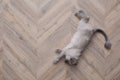 Beautiful fluffy cat lying on warm floor in room, top view with space for text. Heating system Royalty Free Stock Photo