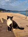 a beautiful fluffy cat rests on the beach near the sea Royalty Free Stock Photo