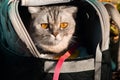 a beautiful fluffy cat walks with a collar. domestic cat sitting in a carrier bag