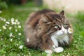 cute fluffy cat with a daisy