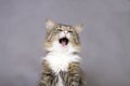 Beautiful fluffy cat yawning with mouth open Royalty Free Stock Photo