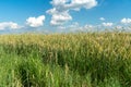 Beautiful fluffy clouds on a blue sky background over a field of young wheat. Summer countryside landscape. Natural agriculture. Royalty Free Stock Photo