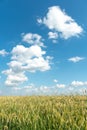 Beautiful fluffy clouds on a blue sky background over a field of young wheat. Summer countryside landscape. Natural agriculture. Royalty Free Stock Photo