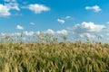 Beautiful fluffy clouds on a blue sky background over a field of young wheat. Summer countryside landscape. Natural agriculture. Royalty Free Stock Photo