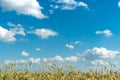 Beautiful fluffy clouds on a blue sky background over a field of young wheat. Summer countryside landscape. Natural agriculture. Royalty Free Stock Photo