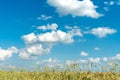 Beautiful fluffy clouds on a blue sky background over a field of young wheat. Summer countryside landscape. Natural agriculture. Royalty Free Stock Photo