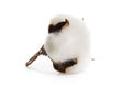 Fluffy cotton ball of cotton flower on a white background