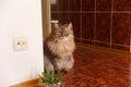 Beautiful fluffy curious longhaired grey angora cat sits at the