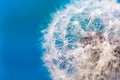 Beautiful fluffy dandelion ball with dew drops on a blue background, macro photo of small detail Royalty Free Stock Photo