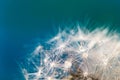 Beautiful fluffy dandelion ball with dew drops on a blurry background, macro photo of small details of nature Royalty Free Stock Photo