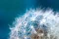 Beautiful fluffy dandelion ball with dew drops on a blurry background, macro photography Royalty Free Stock Photo