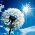 Beautiful, fluffy dandelion on blue sky