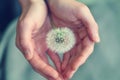 Beautiful fluffy dandelion flower in girl`s hands