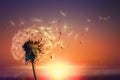 Beautiful fluffy dandelion and flying seeds outdoors at sunset