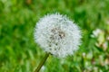 Beautiful fluffy dandelion with seeds under the rain against the green grass Royalty Free Stock Photo