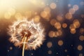 Beautiful fluffy dandelion at sunset. Nature, summer background. AI generative Royalty Free Stock Photo