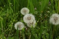 Beautiful fluffy dandelions in bright green grass Royalty Free Stock Photo