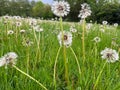 Beautiful fluffy dandelions growing in green grass outdoors, closeup Royalty Free Stock Photo