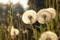 Beautiful fluffy dandelions outdoors on sunny day, closeup Royalty Free Stock Photo