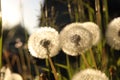Beautiful fluffy dandelions outdoors on sunny day, closeup Royalty Free Stock Photo